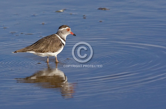 Three-banded Plover - Namibia