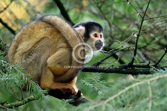 Squirrel monkey (Saimiri) Squirrel monkey (Saimiri)
