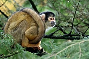 Squirrel monkey (Saimiri)