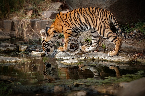 Beautiful tiger in the nature habitat. Tiger pose in amazing light. Wildlife scene with wild animal. Indian wildlife. Indian tiger. Panthera tigris tigris.