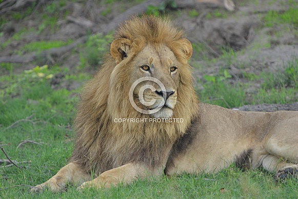 Lion Portrait