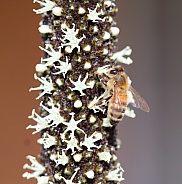 Bee feeding in the Grass Tree Flower Spike