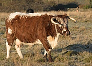 English Longhorn Cow