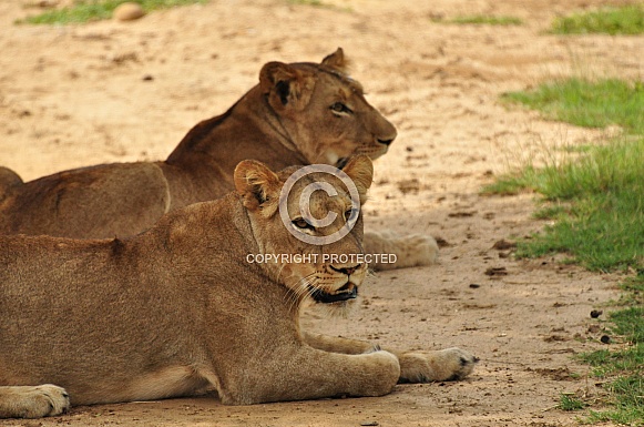 Lionesses (wild)