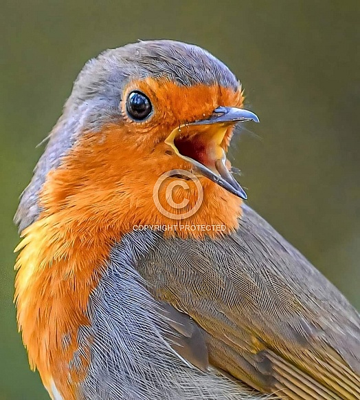 Robin singing
