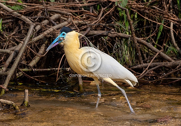 Capped Heron Catches Lunch