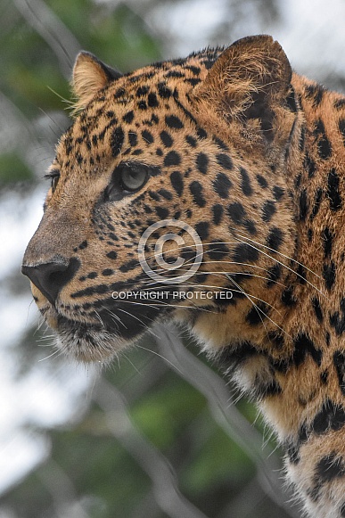 African Leopard