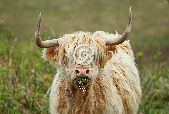 Highland Cattle