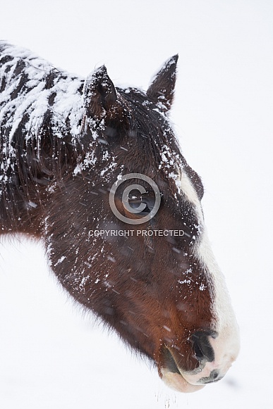 Horse, Equus caballus