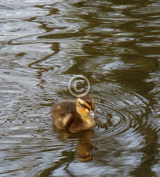 Mallard Duckling