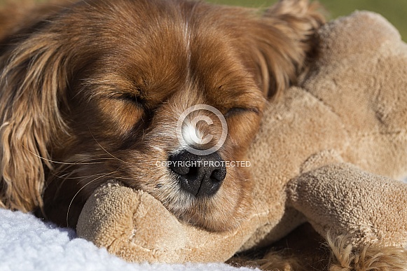 Cavalier king charles spaniel. Cavalier king charles spaniel.