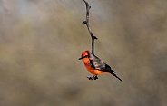 Male red vermilion flycatcher at the end of a branch