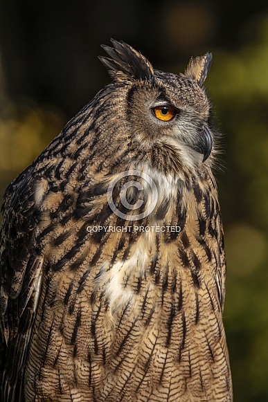 Eurasian Eagle Owl