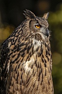 Eurasian Eagle Owl