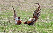 Male Pheasant