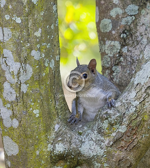 Grey Squirrel