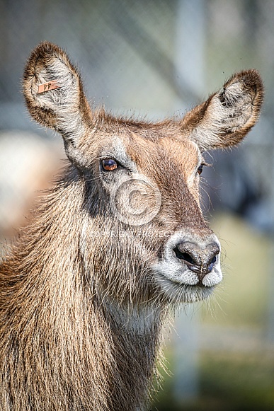 Waterbuck