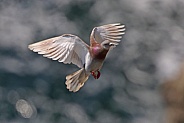 Rock Dove/Feral Pigeon