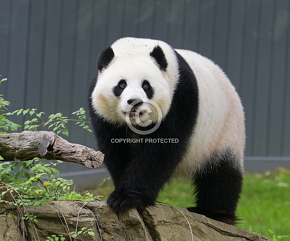Giant Pandas