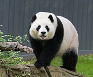Giant Pandas