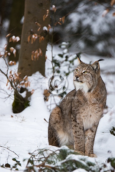 Lynx Lynx