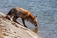 A red fox drinks