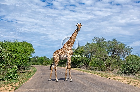 Giraffe Crossing A Road