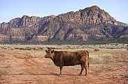 Cow in Utah