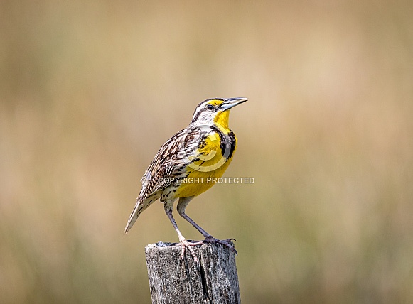 Eastern Meadowlark bird Eastern Meadowlark bird