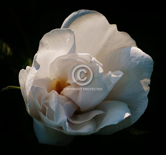 White Wild Rose White Wild Rose