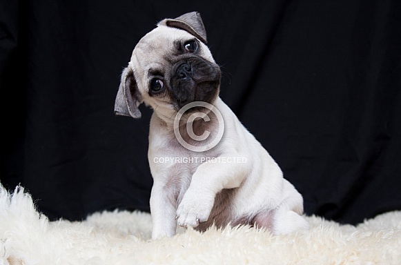 Pug Puppy