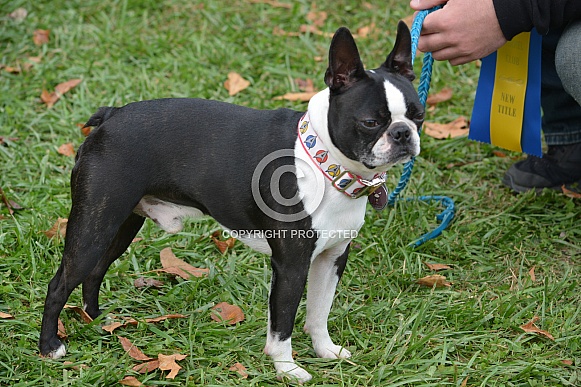 Boston Terrier Boston Terrier