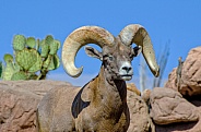 Bighorn Sheep - Portrait of a Ram