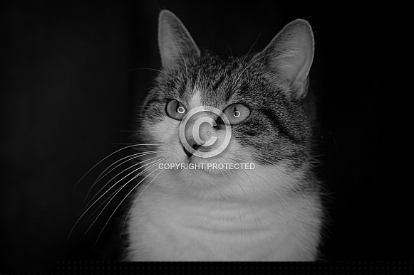 Mystery Cat Mystery Cat