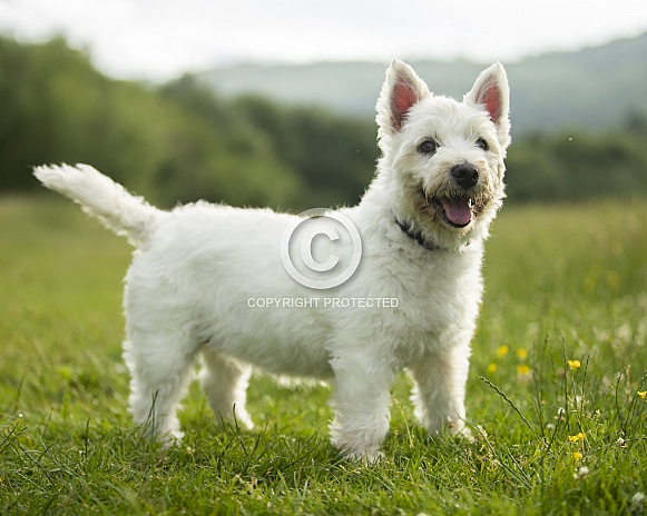 West Highland Terrier