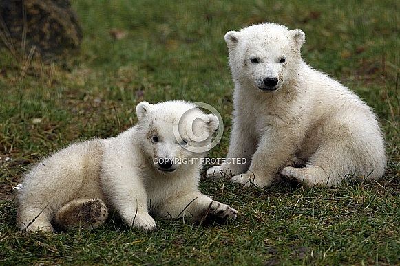 Polar Bear (twin)