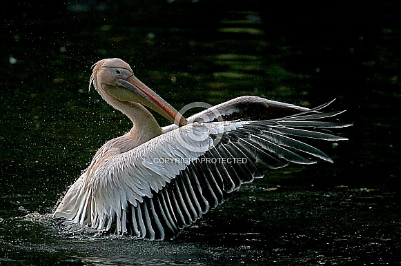 White pelican