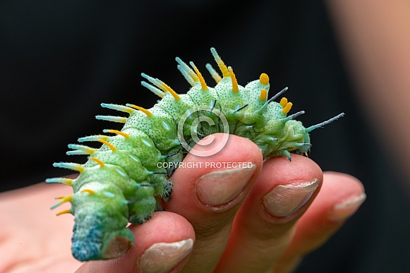 The caterpillar of the Atlas moth