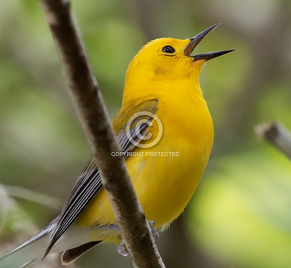 Prothonotary Warbler