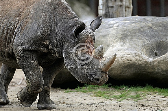 Black Rhinoceros Black Rhinoceros