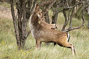 Fallow Deer