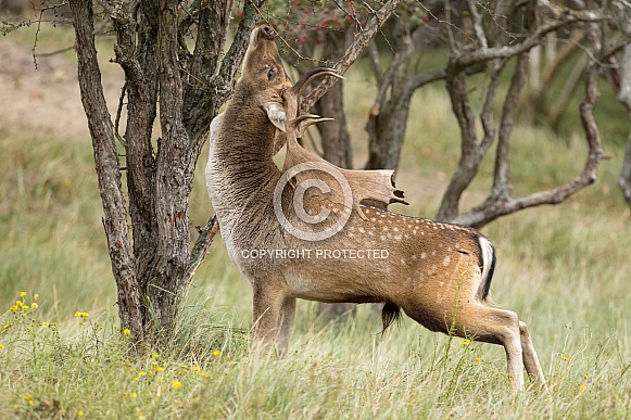 Fallow Deer