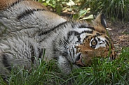 Amur Tiger laying in grass