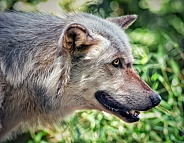 Grey Wolf