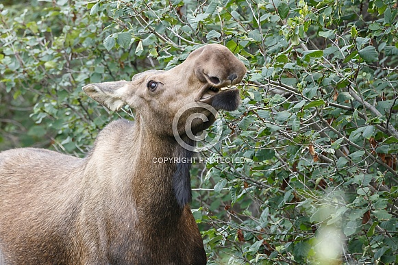 The moose or elk (Alces alces)