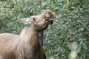 The moose or elk (Alces alces)