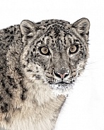 Snow Leopard-Snow Leopard Portrait