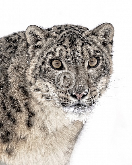 Snow Leopard-Snow Leopard Portrait Snow Leopard-Snow Leopard Portrait