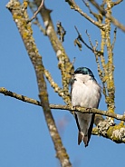 Portrait Tree Swallow