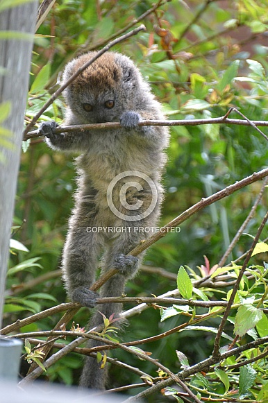 Gentle Lemur Gentle Lemur